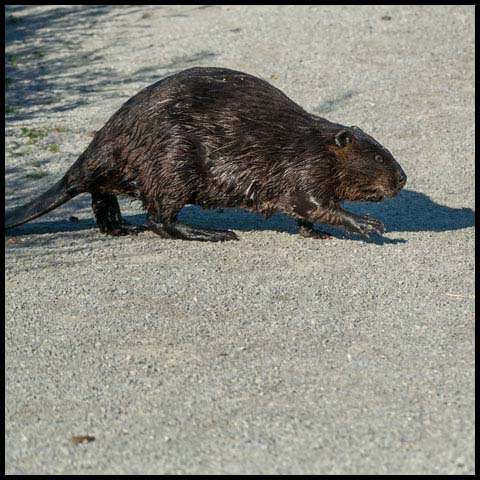 North American Beaver