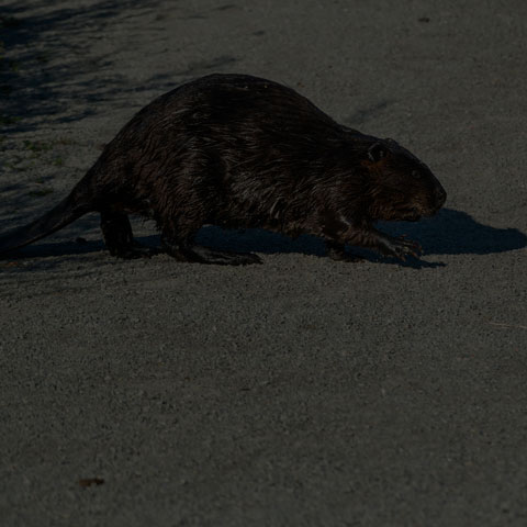 North American Beaver