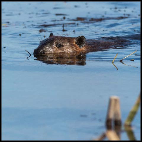 North American Beaver