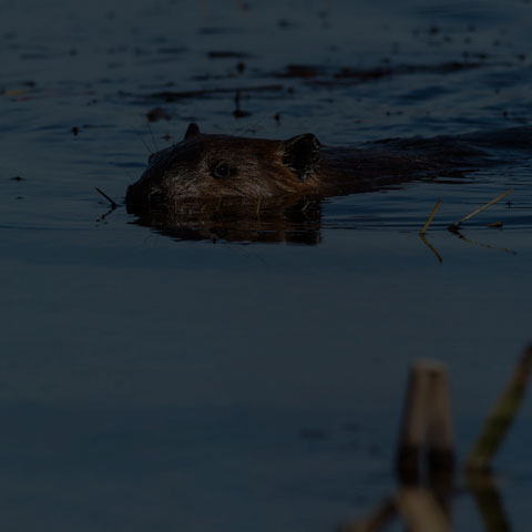 North American Beaver