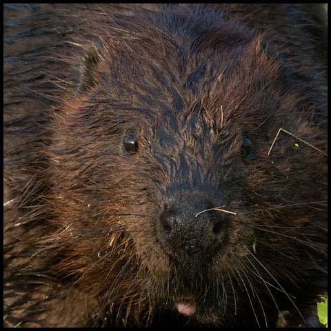 North American Beaver