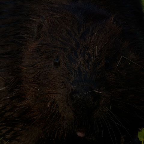 North American Beaver