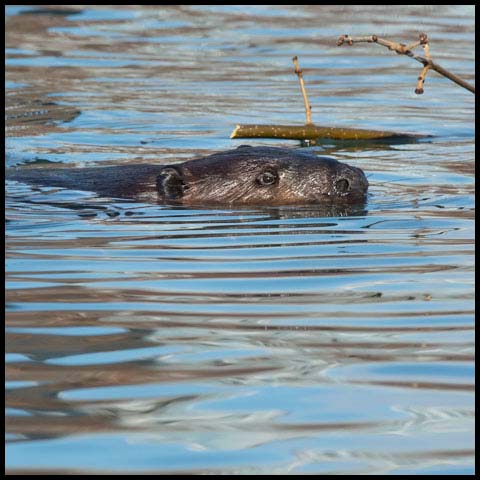 North American Beaver