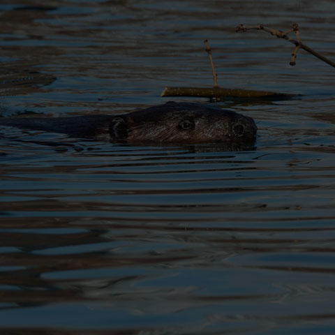 North American Beaver