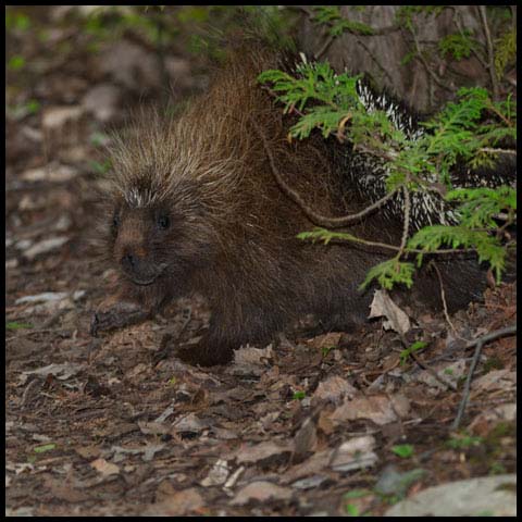 North American Porcupine