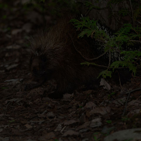 North American Porcupine