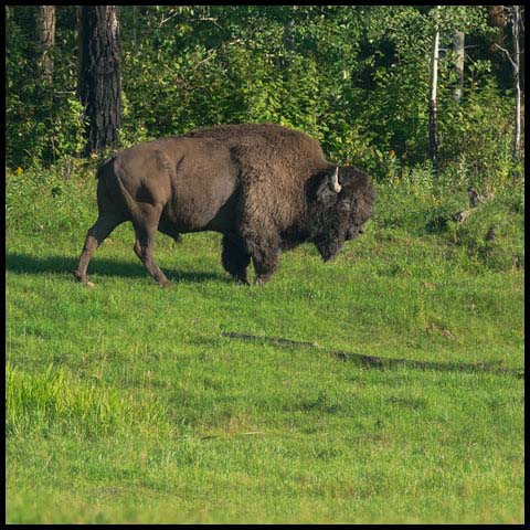 American Bison