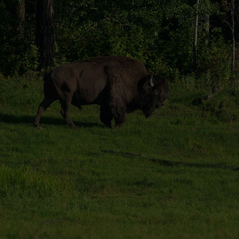 American Bison