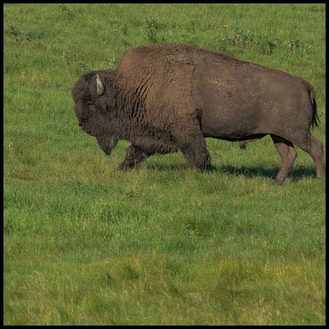 American Bison