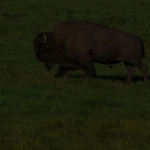 American Bison