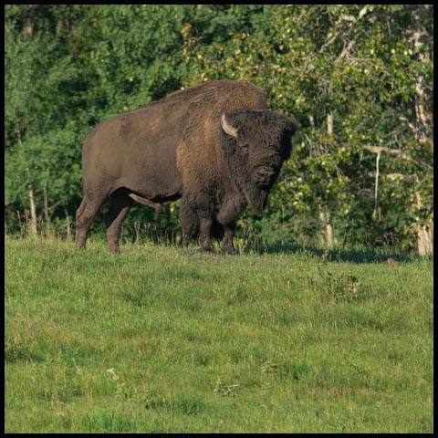 American Bison