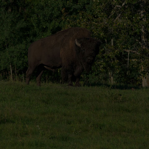 American Bison