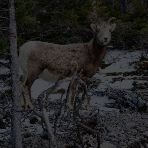 Bighorn Sheep