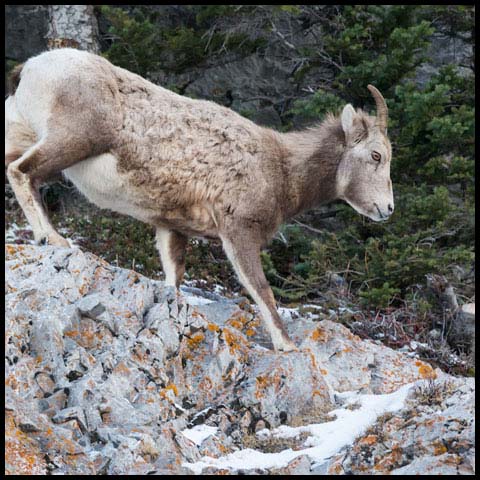 Bighorn Sheep