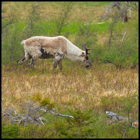 Caribou