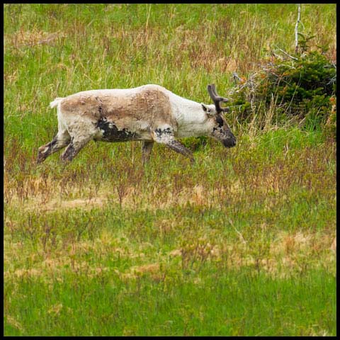 Caribou