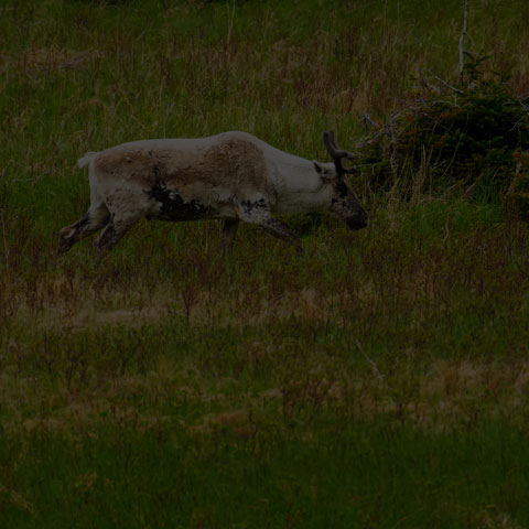 Caribou