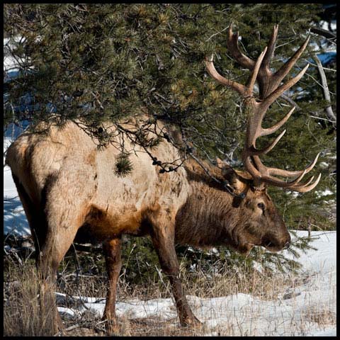 Elk