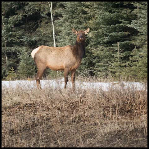 Elk