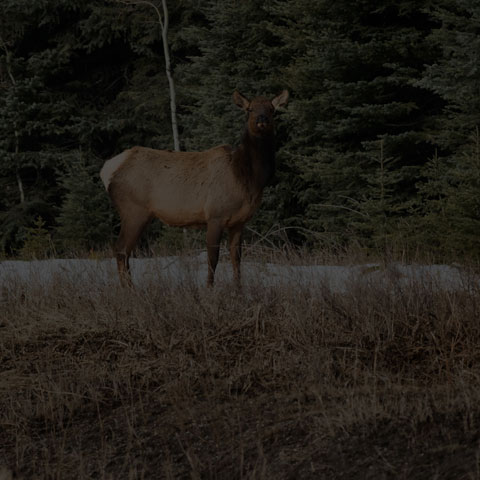 Elk