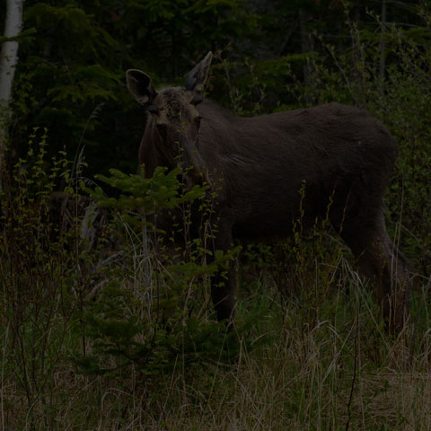 Mule Deer