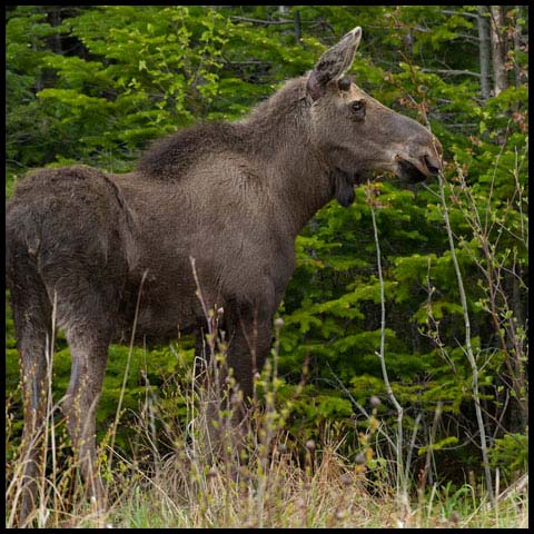 Moose