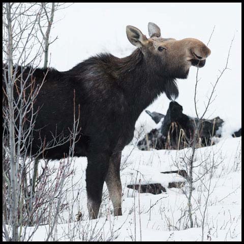 Moose