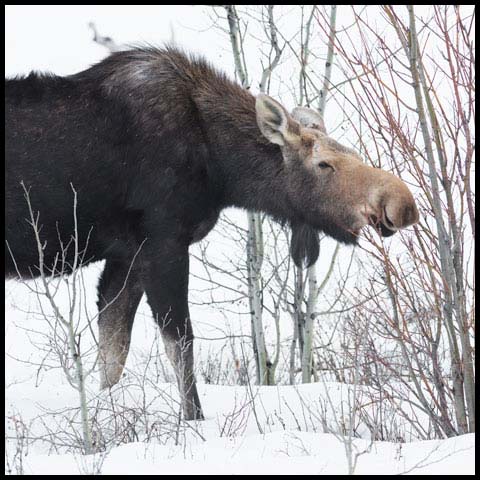 Moose