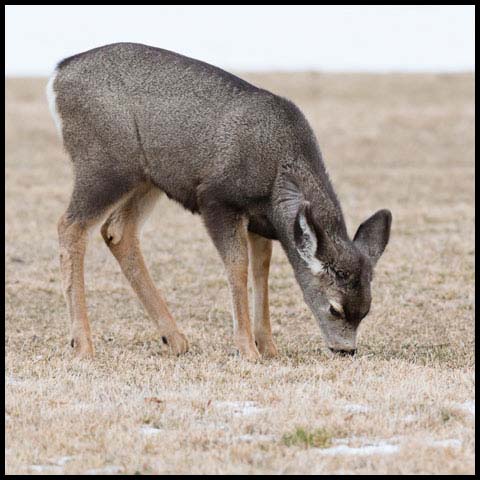 Mule Deer