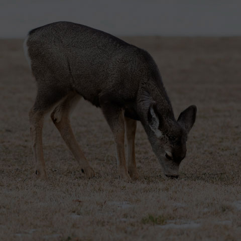 Mule Deer