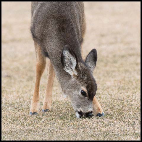 Mule Deer