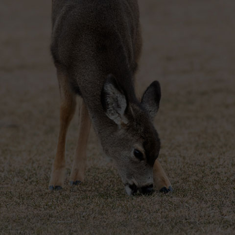 Mule Deer