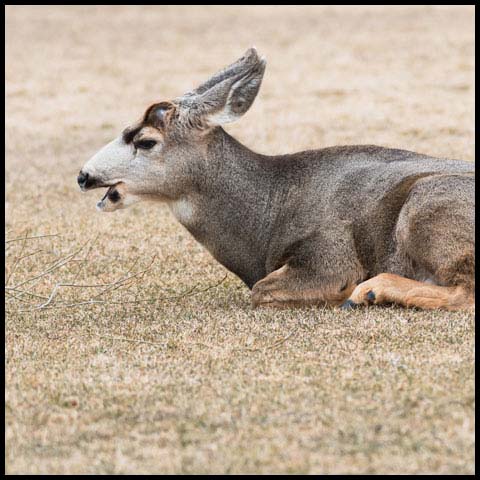 Mule Deer