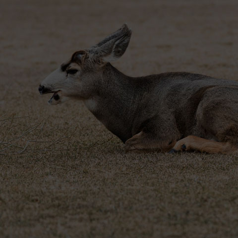 Mule Deer