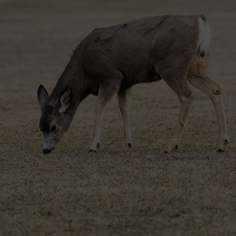 Mule Deer