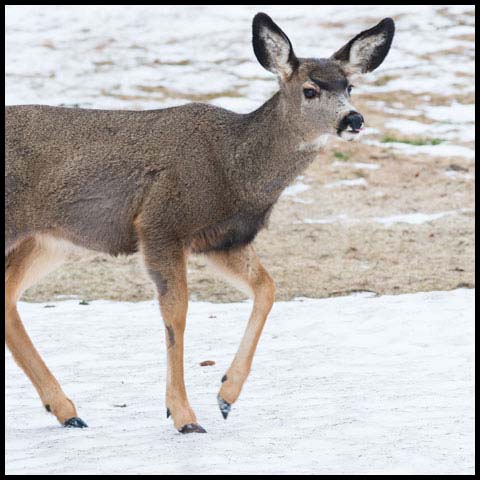 Mule Deer