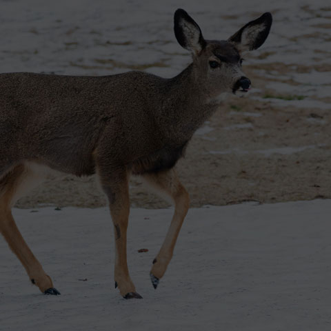 Mule Deer