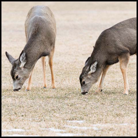 Mule Deer