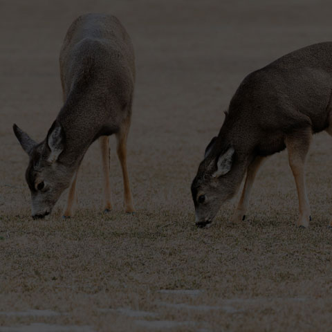 Mule Deer