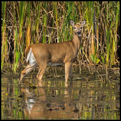 White-tailed Deer