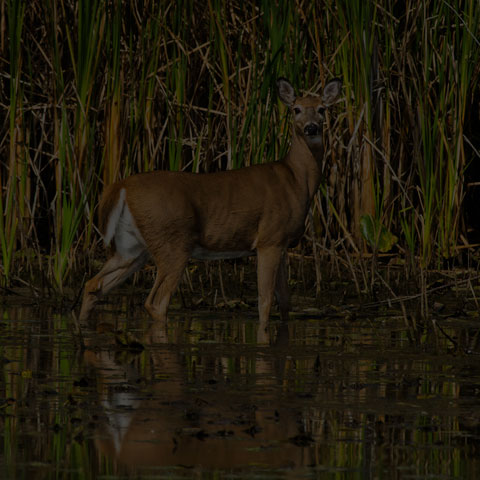 White-tailed Deer