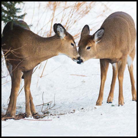 White-tailed Deer