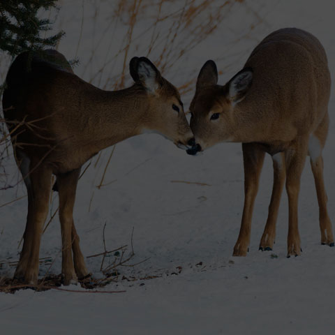 White-tailed Deer