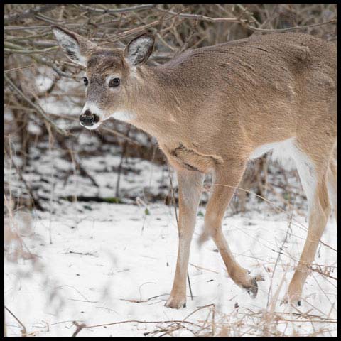 White-tailed Deer