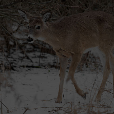 White-tailed Deer