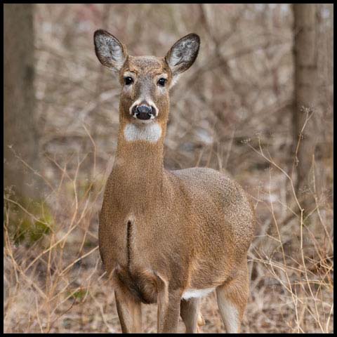 White-tailed Deer