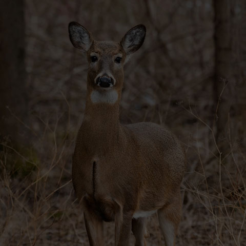 White-tailed Deer