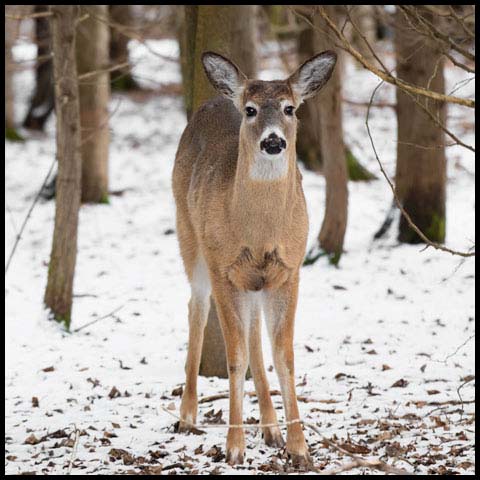 White-tailed Deer