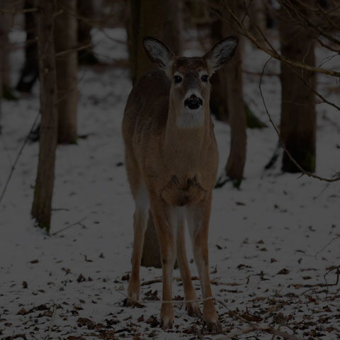 White-tailed Deer