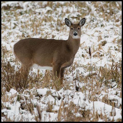 White-tailed Deer